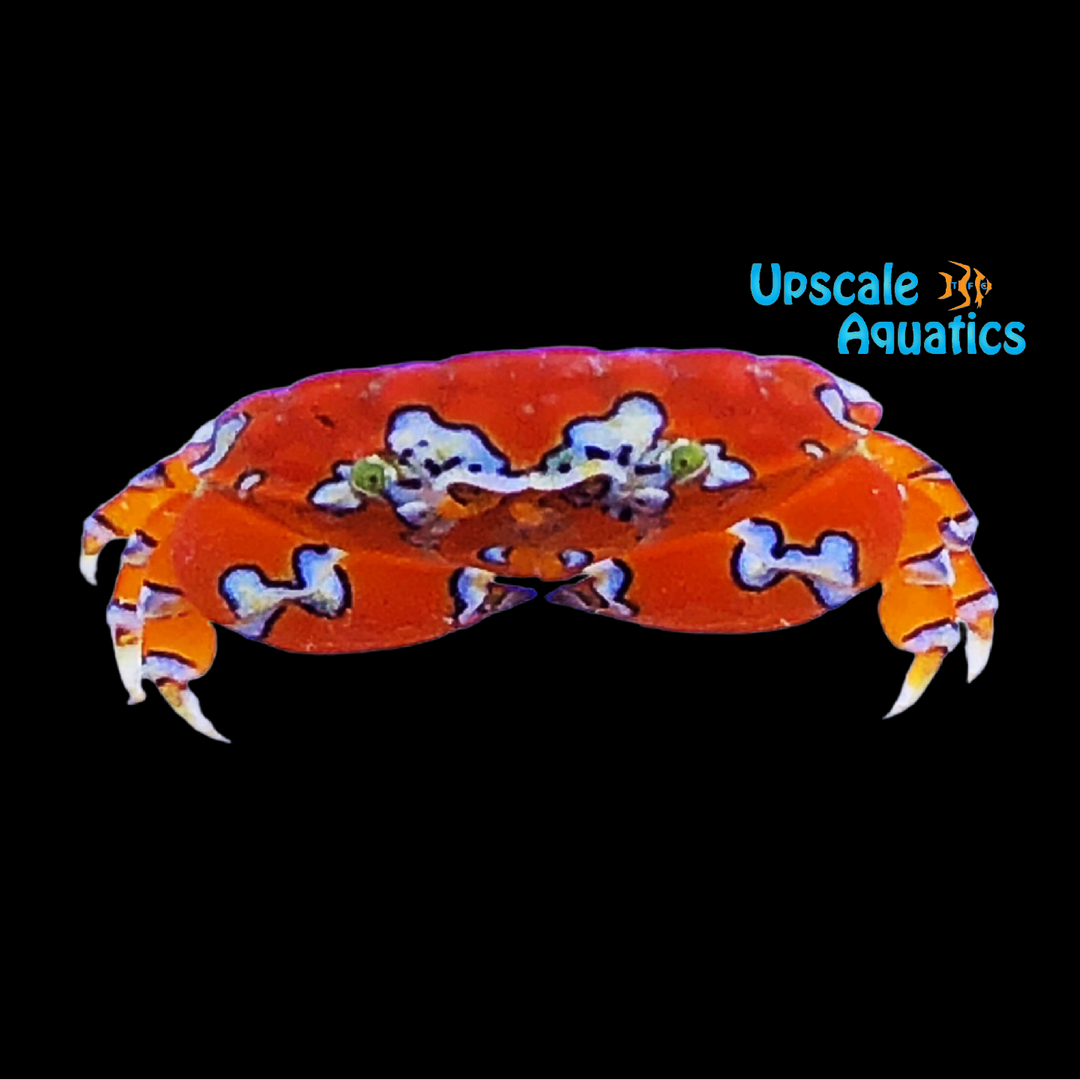 Gaudy Clown Crab (Platypodiella spectabilis)