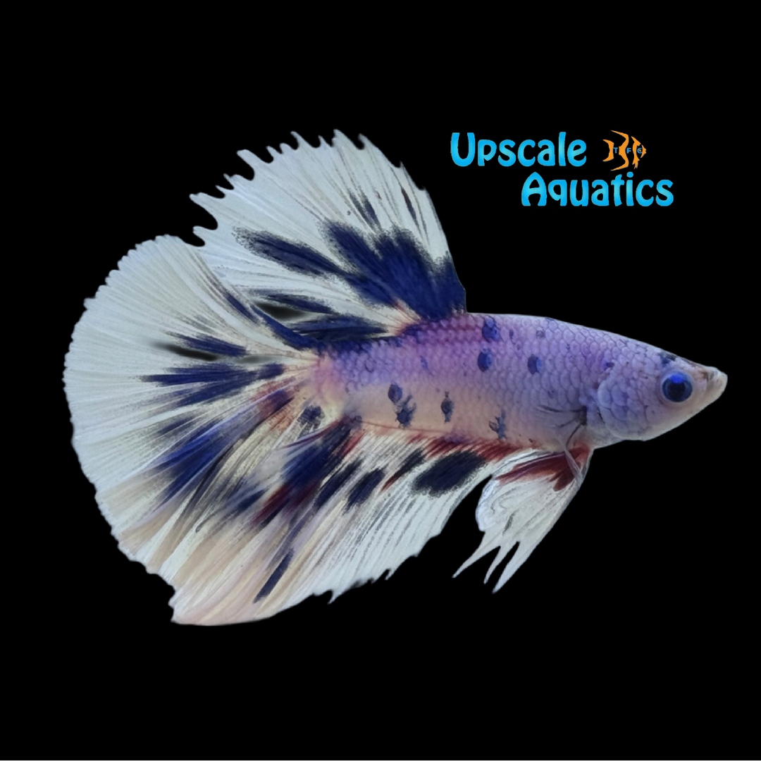 Polkadot Moo Cow Blue Marble Halfmoon Betta - Male (Betta splendens)