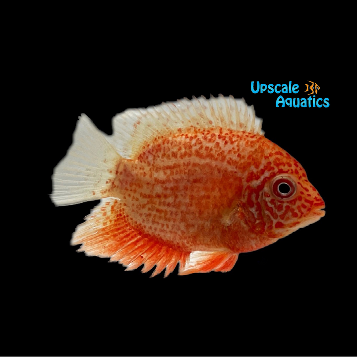 Super Red Severum (Heros efasciatus)