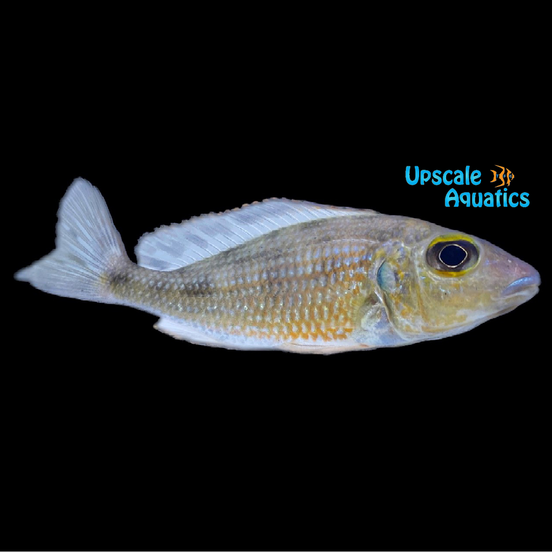Callochromis Macrops