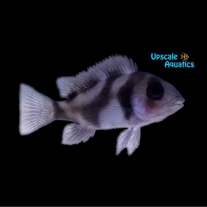 Black Widow Frontosa (Cyphotilapia frontosa 'black widow')