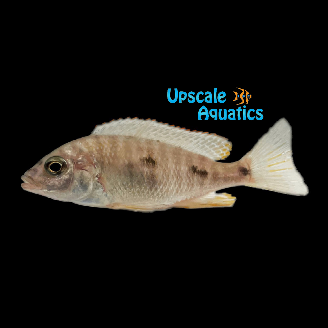Yellow Fin Mloto Hap (Otopharynx tetraspilus)