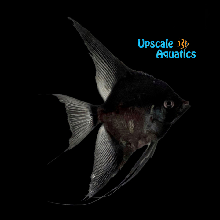 Double Black Angelfish (Pterophyllum scalare)