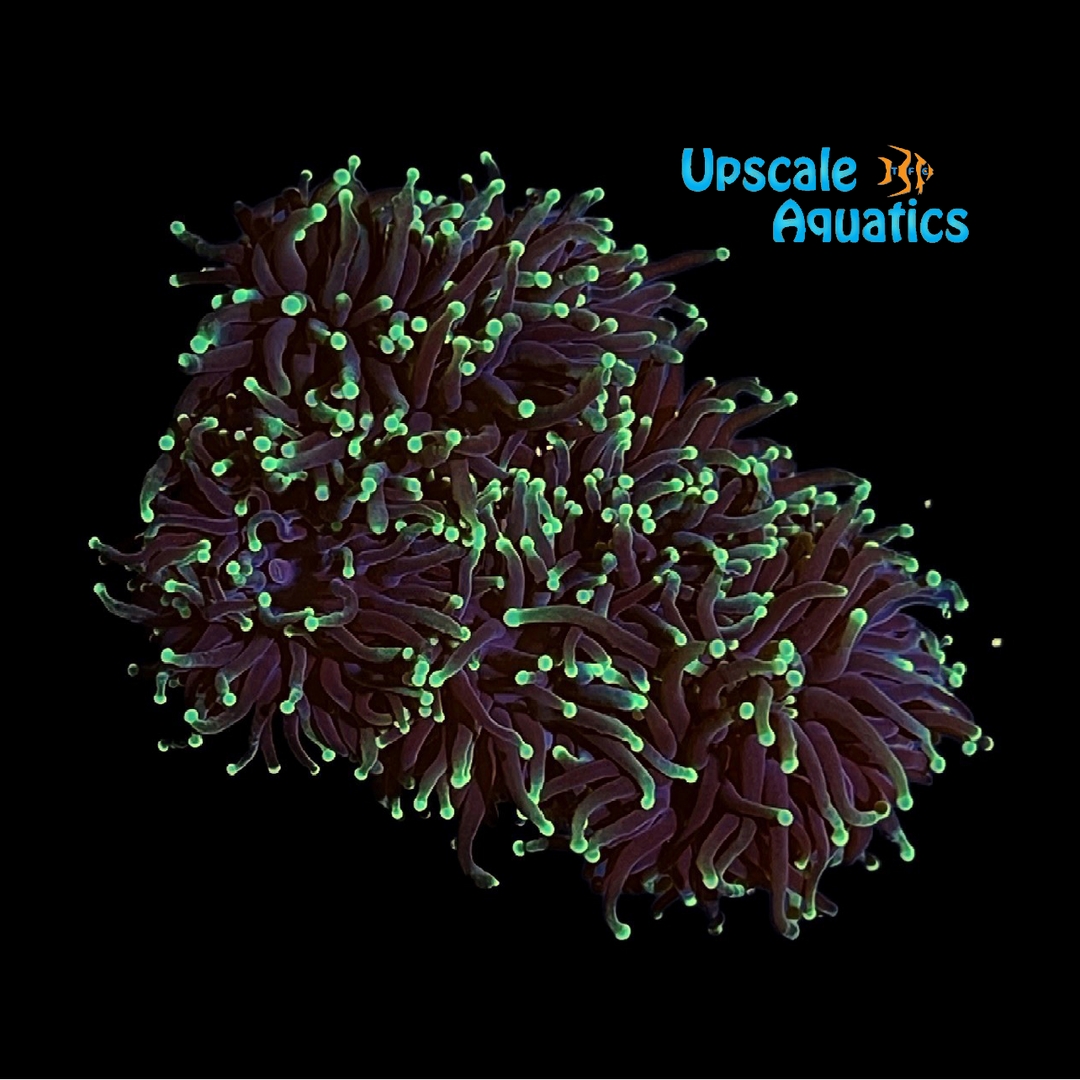 Green Tip Black Torch (Euphyllia glabrescens)