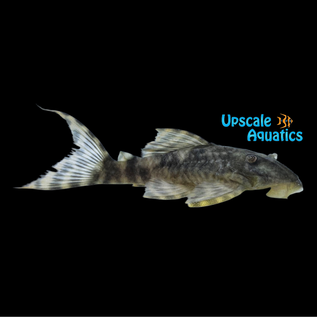 Panagolus Clown Pleco L206 (Panaqolus sp. L206)