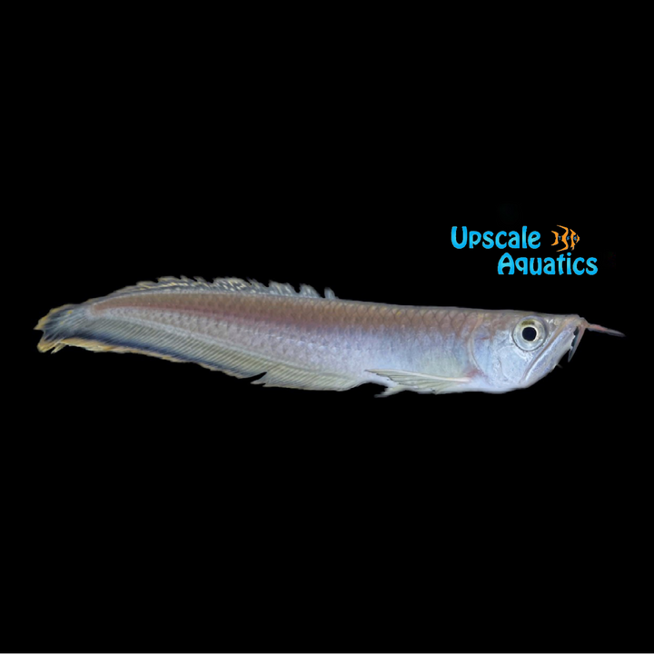 Black Arowana (Osteoglossum ferreirai)