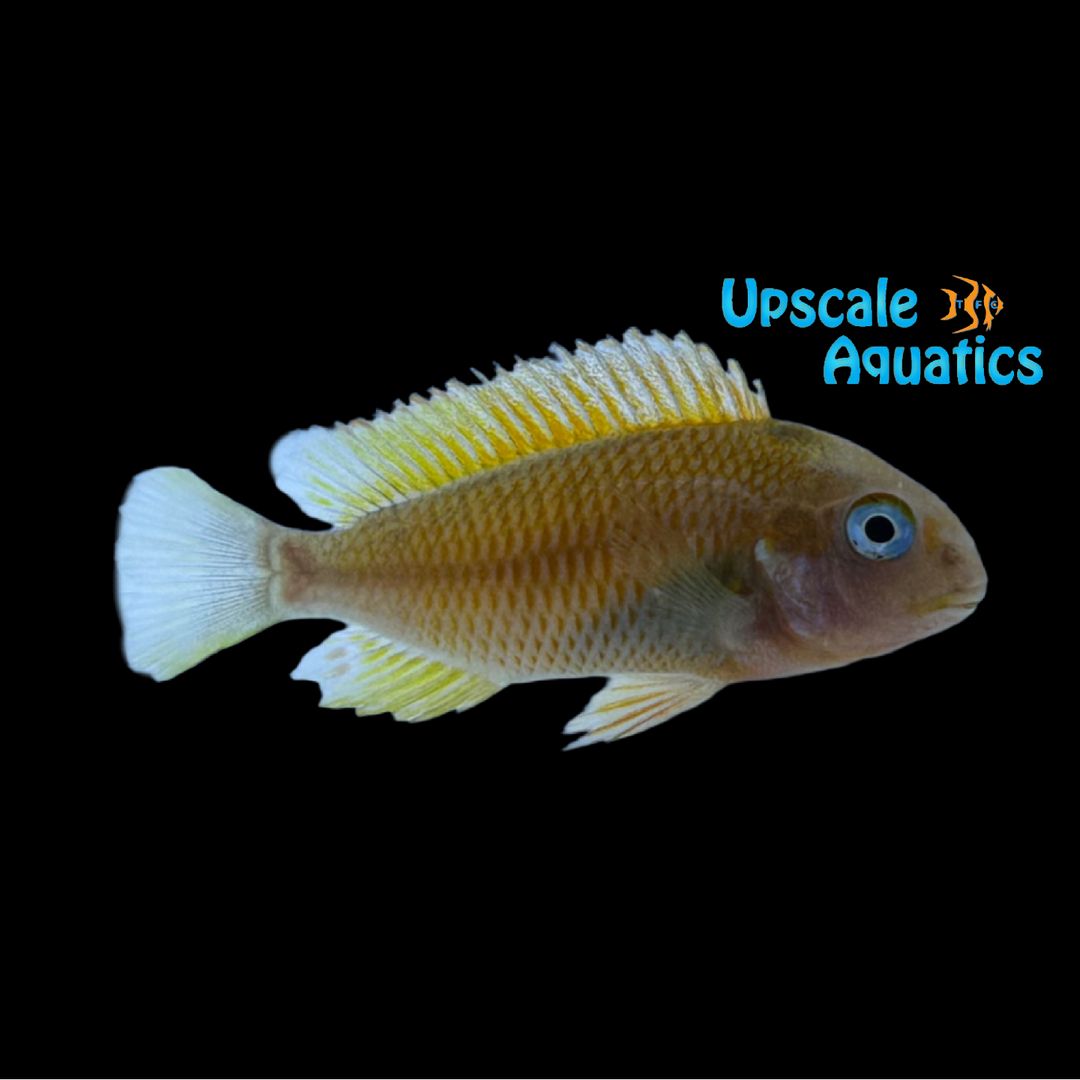 Blonde Firecracker Tropheus (Tropheus moorii ‘Moliro’)