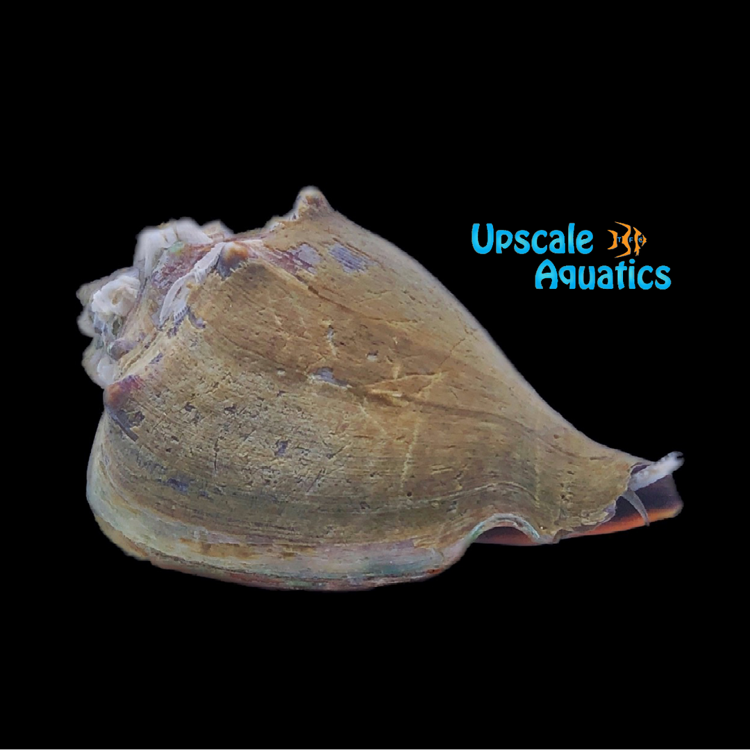 Florida Fighting Conch (Strombus pugilis)