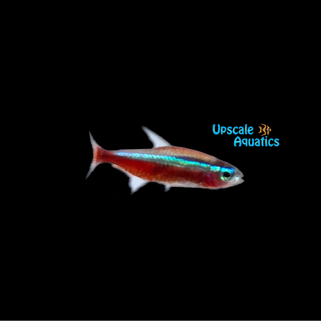 Cardinal Tetra - Tank Raised (Paracheirodon axelrodi)