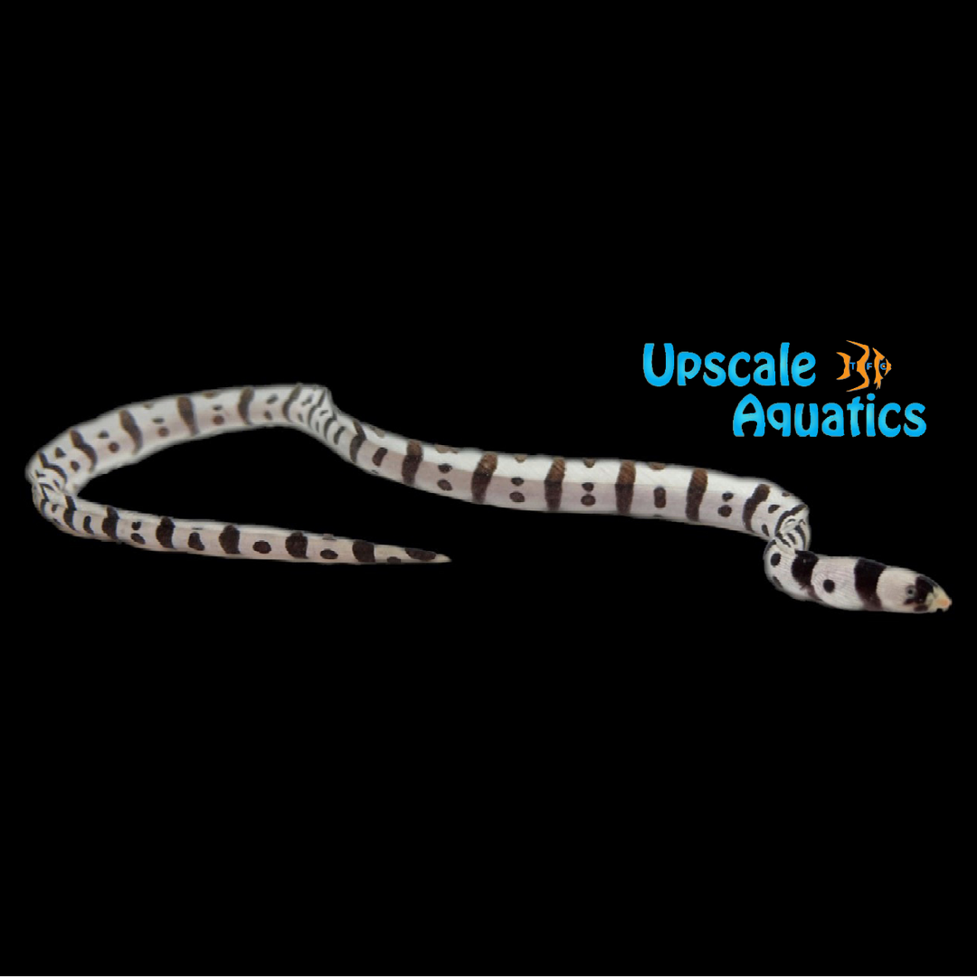 Harlequin Snake Eel (Myrichthys colubrinus)