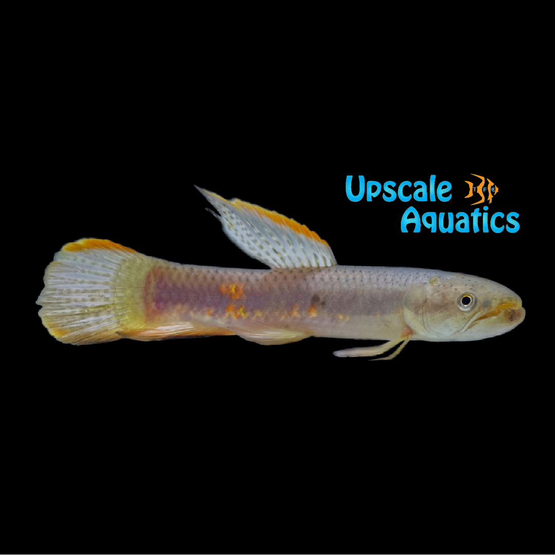 Highfin Rainbow Wolf Fish (Erythrinus erythrinus highfin)