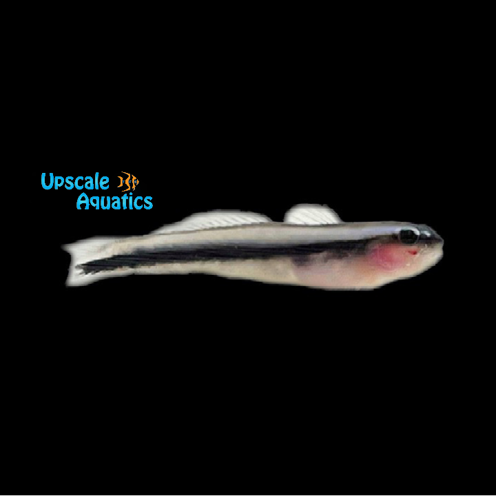 Blue Neon Goby - Captive Bred (Elacatinus oceanops)
