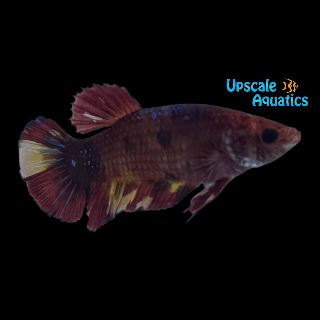 Giant Koi Plakat Betta - Female (Betta splendens)