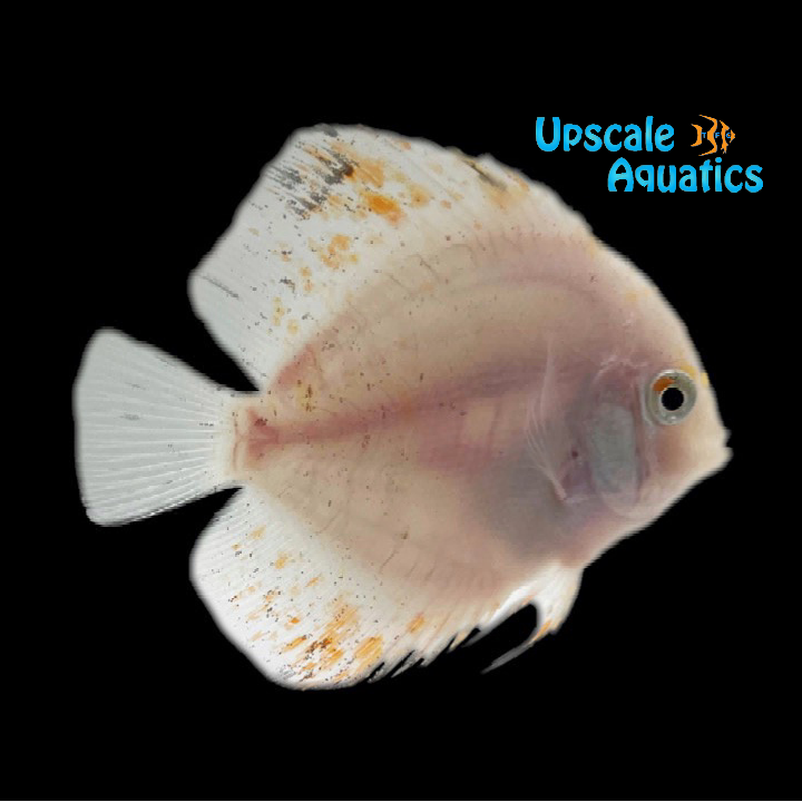 Koi Calico Discus (Symphysodon sp.)