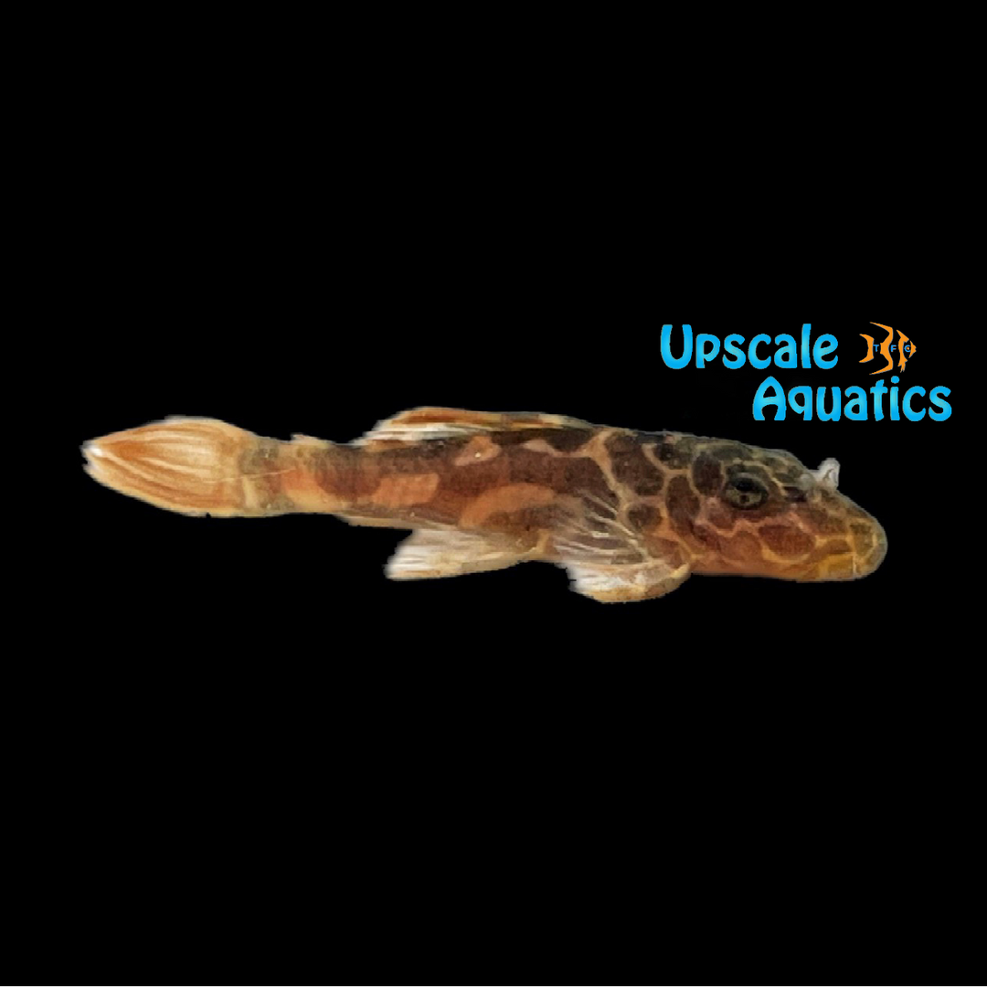 Leopard Cactus Pleco L600 (Pseudacanthicus leopardus)