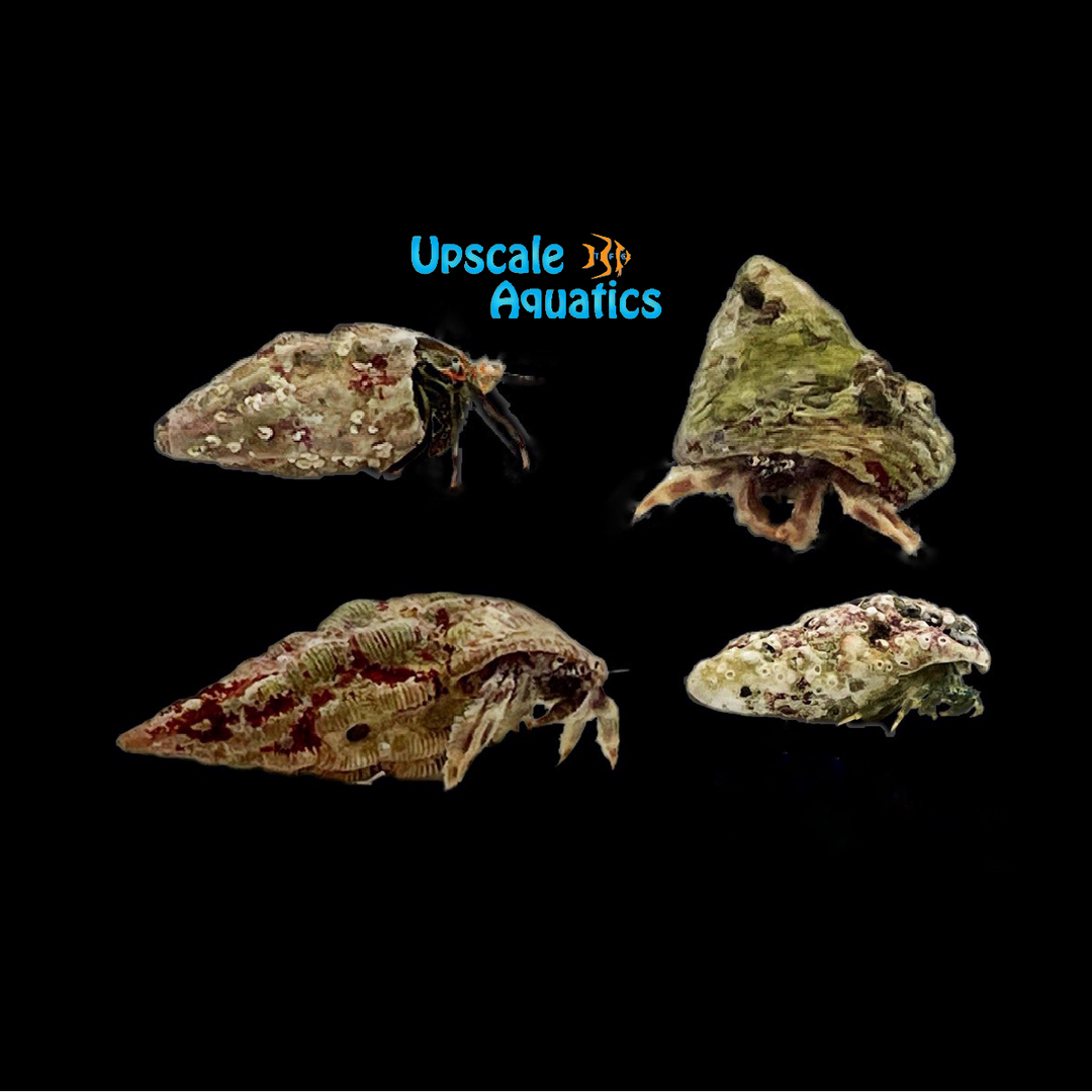 Assorted Caribbean Hermit Crab (Pagurus sp.)