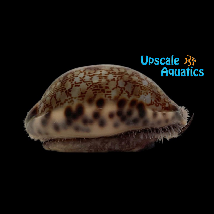 Kitten Cowrie (Melicerona felina)