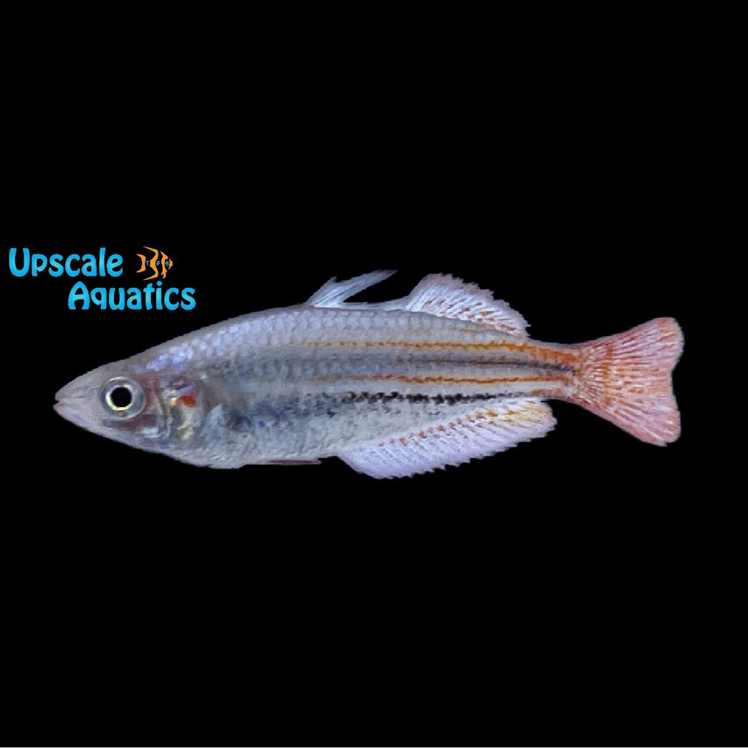 Western Rainbowfish (Melanotaenia australis)