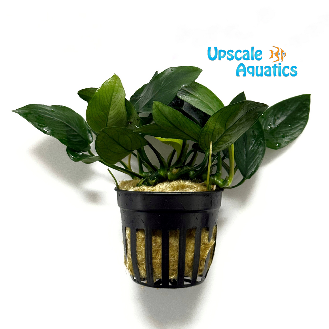 Peacock Anubias Nana (Anubias barter var nana 'peacock')