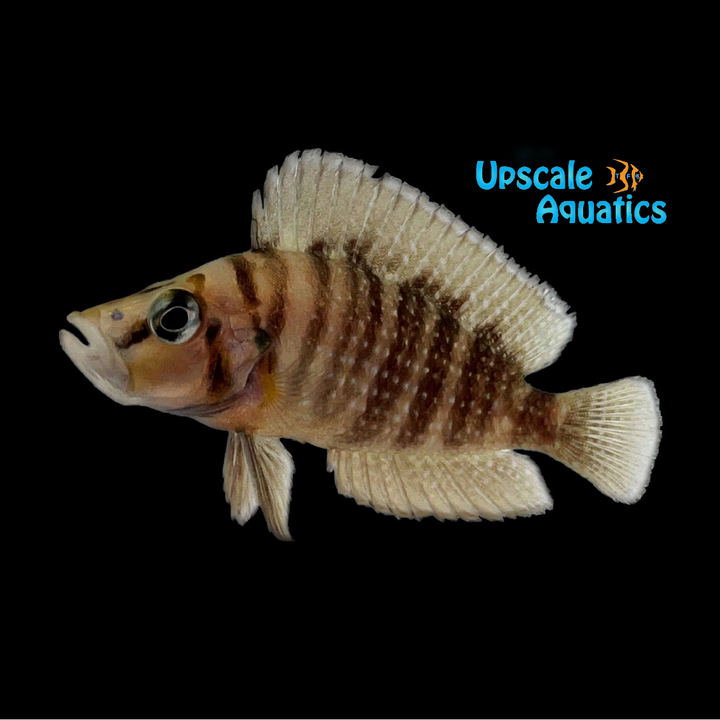 Gold Head Compressiceps (Altolamprologus compressiceps)