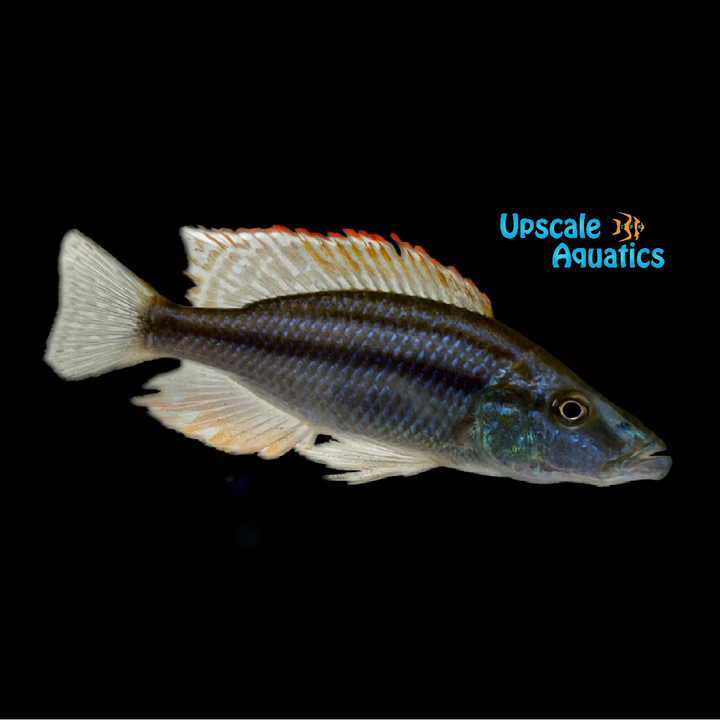 Malawi Compressiceps Cichlid (Dimidiochromis compressiceps)
