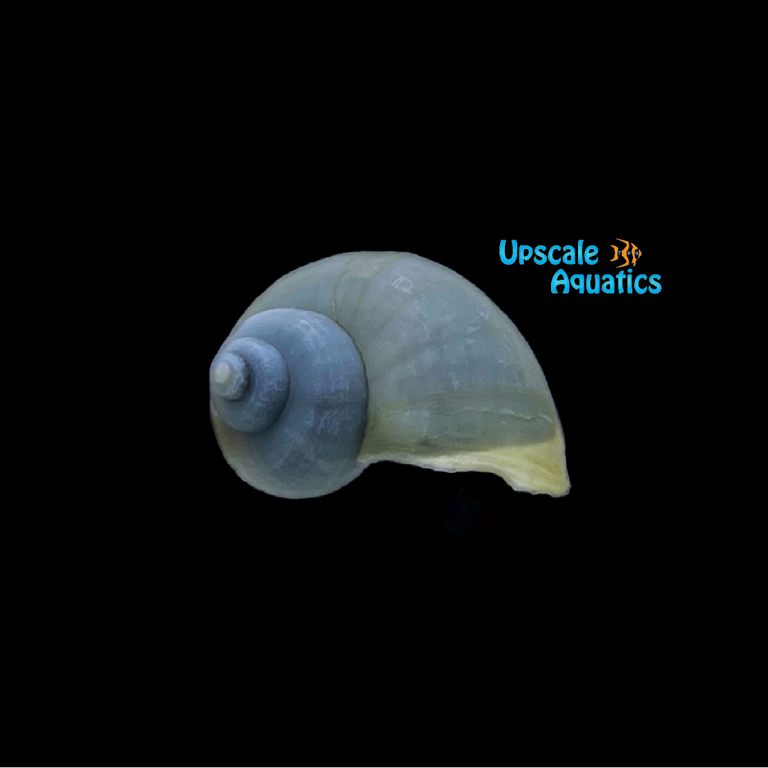 Blue Mystery Snail (Pomacea bridgesii)