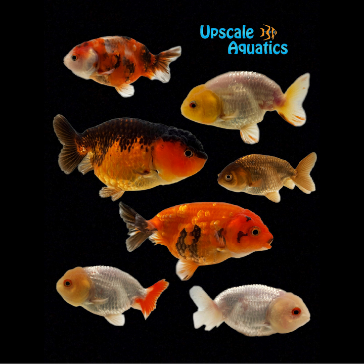 Assorted Ranchu Goldfish (Carassius auratus)
