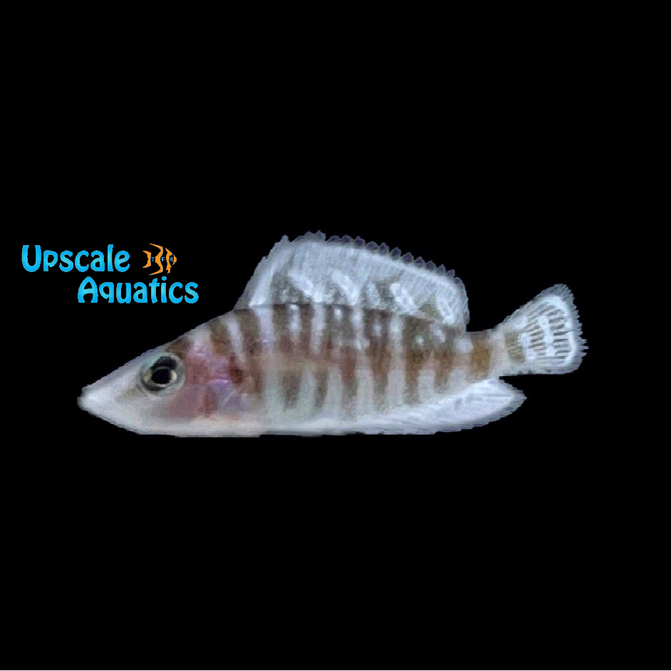 White Calvus Cichlid (Altolamprologus calvus 'chaitika white')