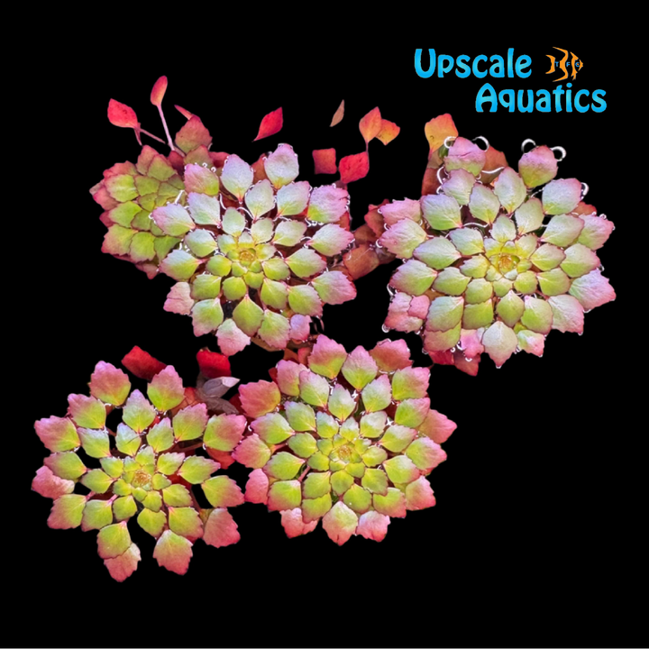Mosaic Floating Plant (Ludwigia sedioides)