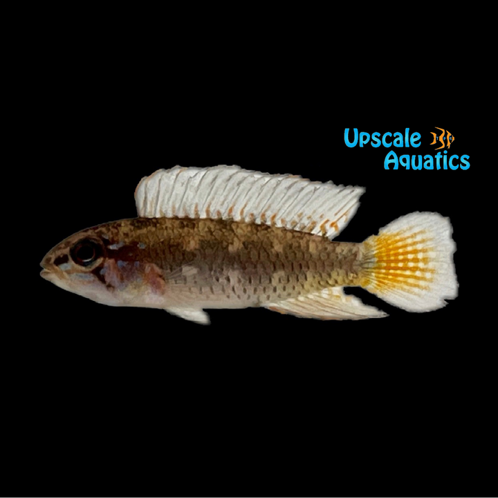 Apistogramma Uaupesi