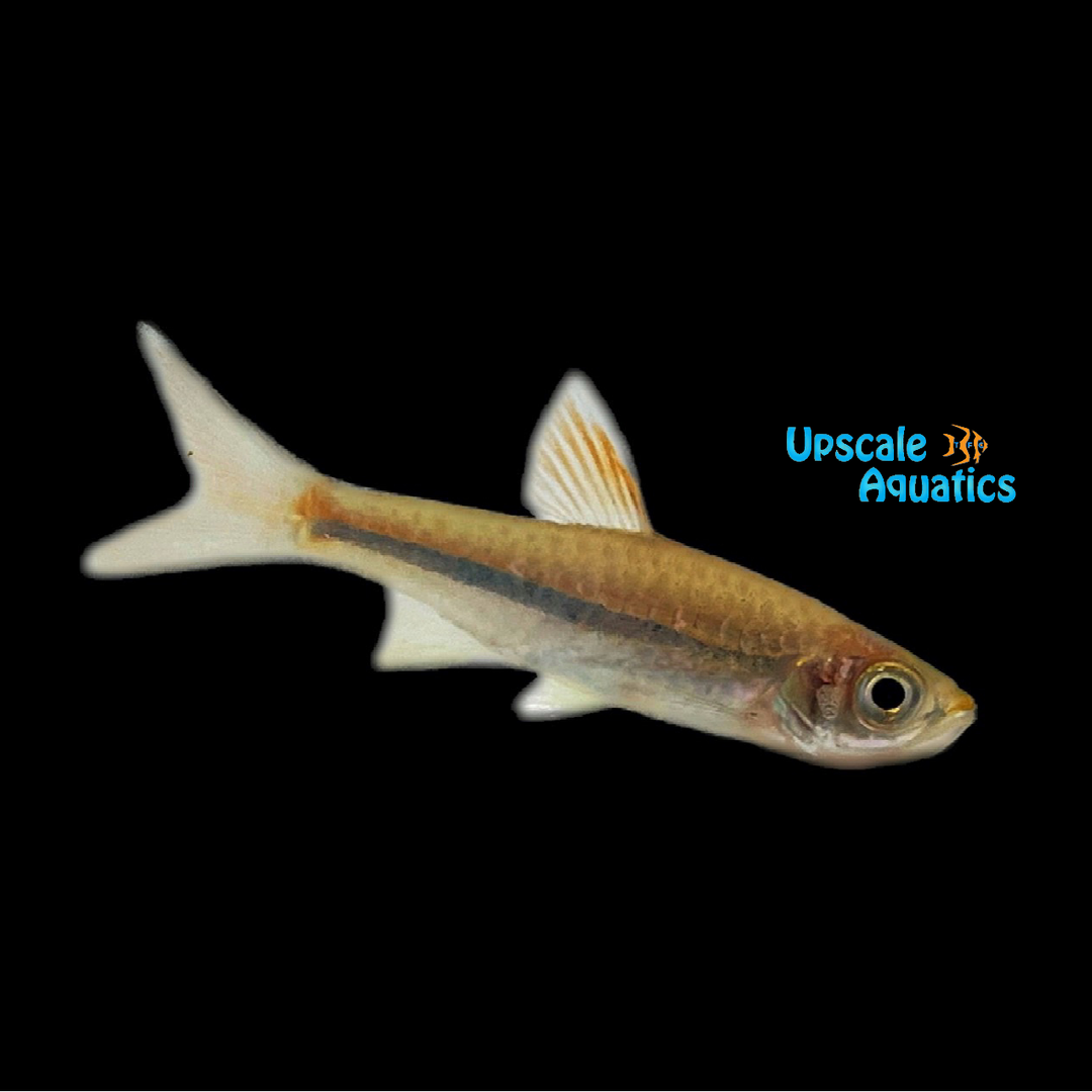 Blue Line Rasbora (Rasbora sarawakensis)