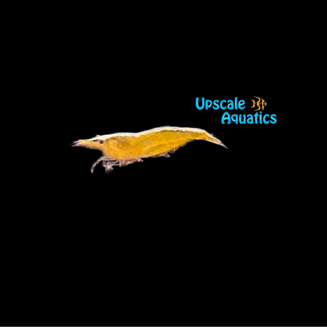 Gold Back Yellow Fire Shrimp (Neocaridina davidi)