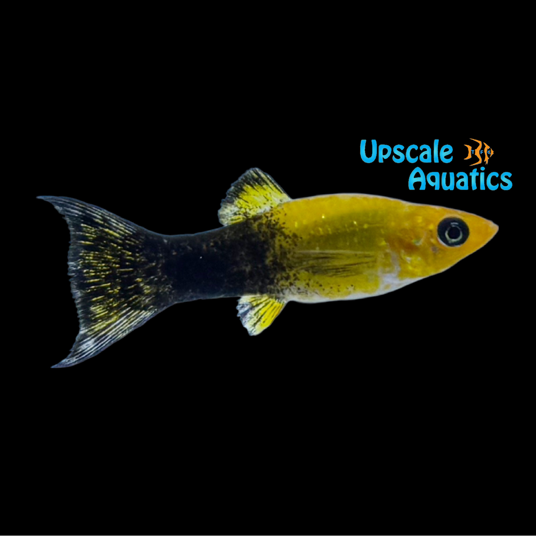 Gold Panda Lyretail Molly (Poecilia latipinna)