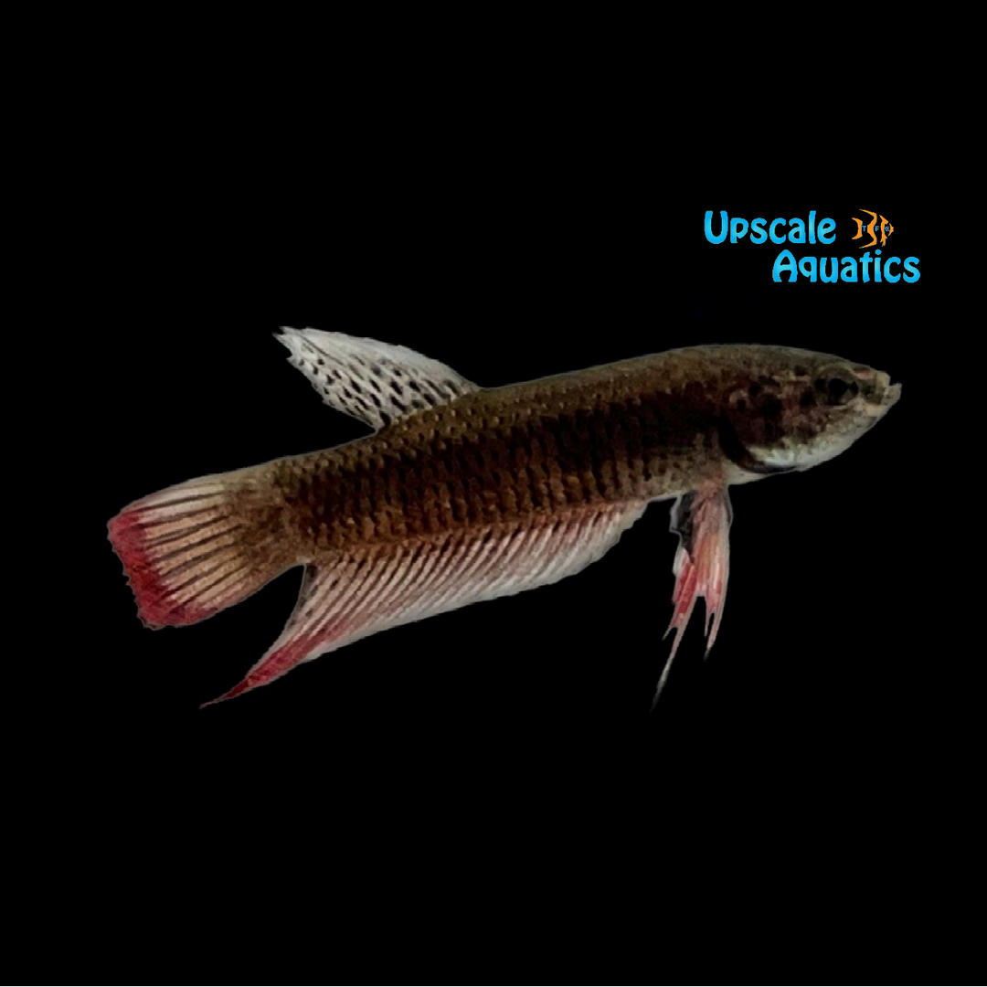 Alien Copper Red Plakat Betta - Male (Betta splendens)