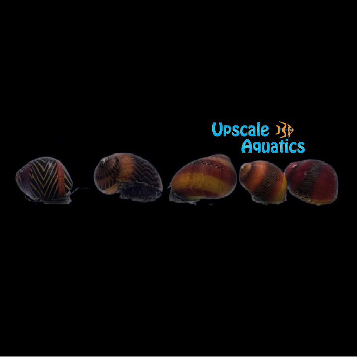 Red Racer Nerite Snail (Vittina waigiensis)