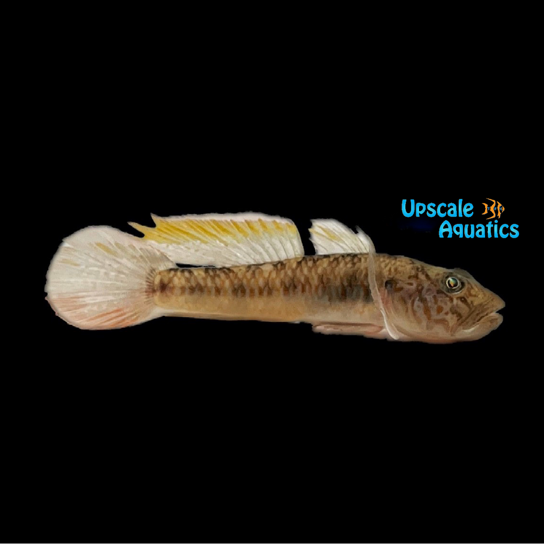 Barcheek Goby (Rhinogobius giurinus)