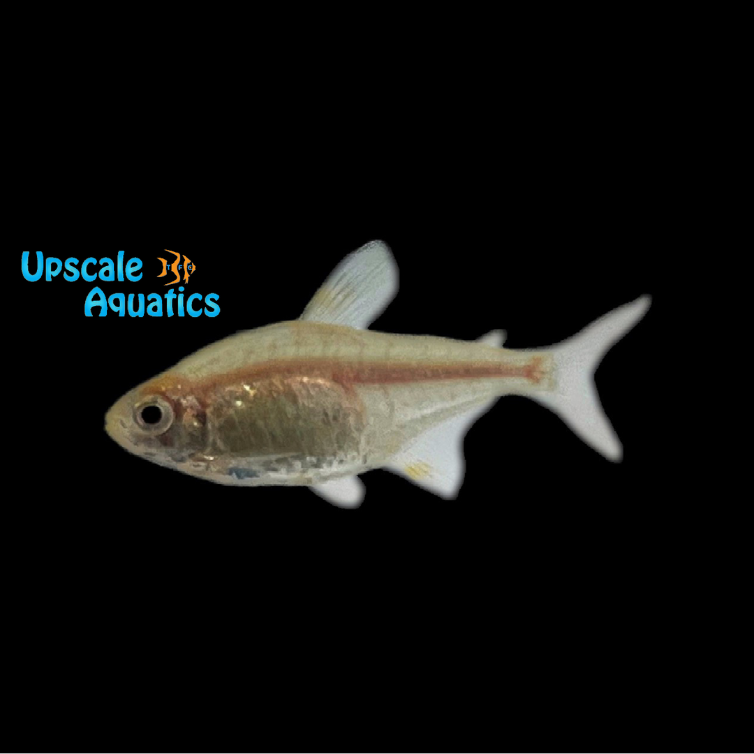Gold Pristella Tetra (Pristella maxillaris)