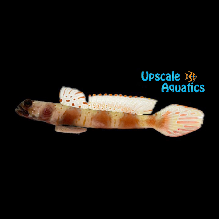 Wide-Barred Shrimp Goby (Amblyeleotris latifasciata)