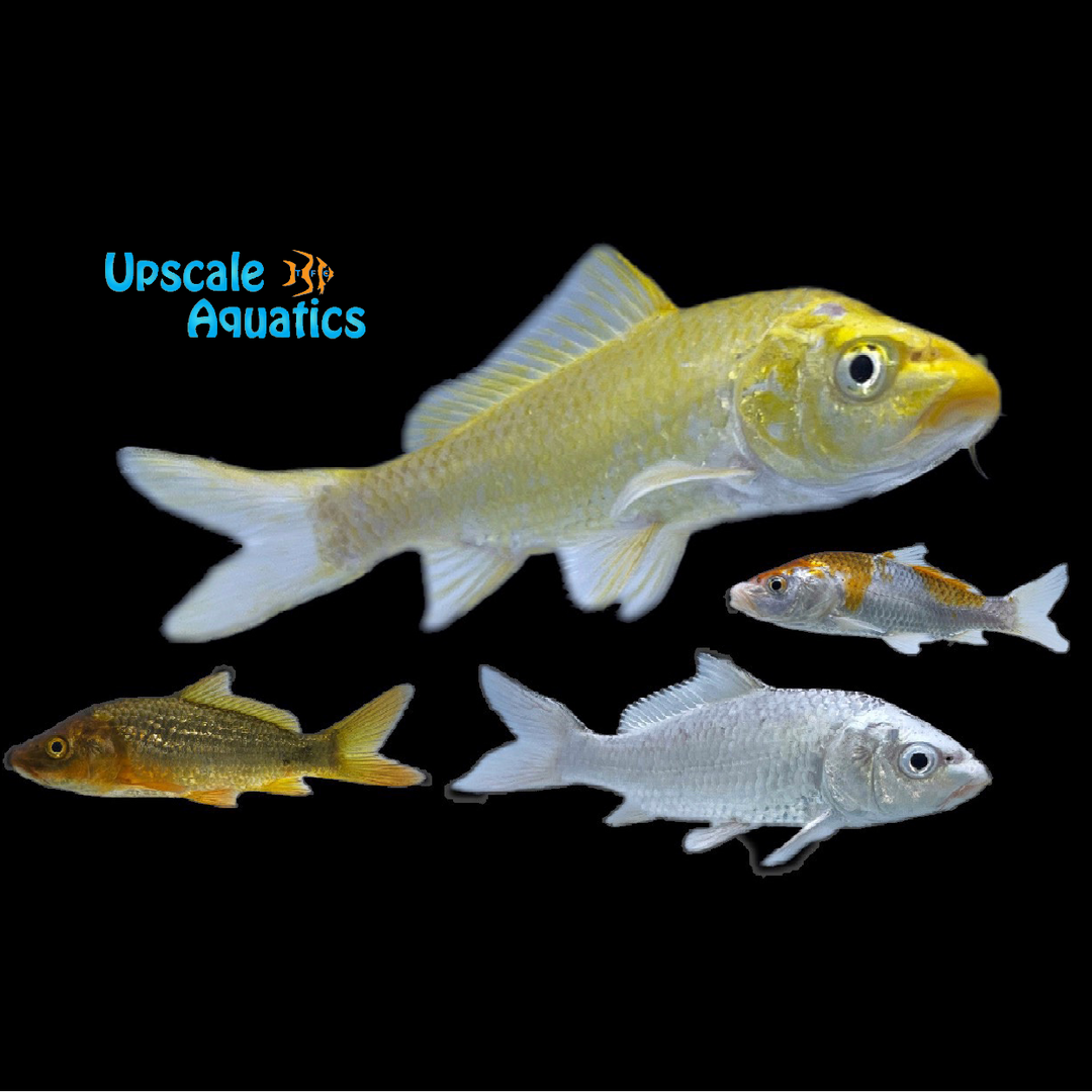 Assorted Premium Koi (Cyprinus sp.)