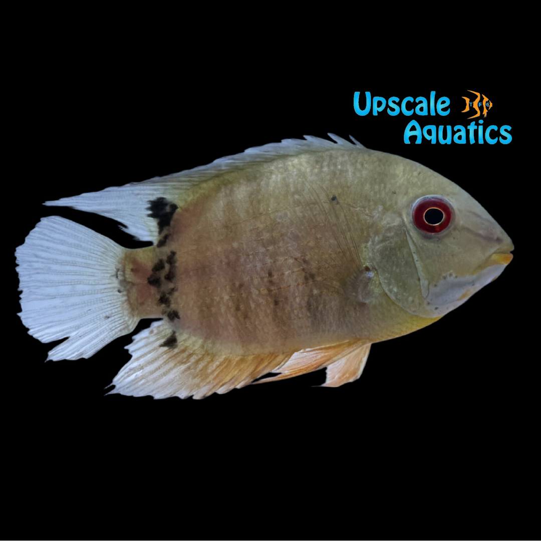 Red Mouthbrooder Severum (Heros liberifer)
