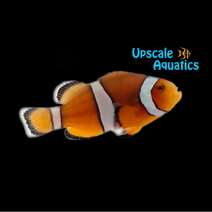 Percularis Clownfish (Amphiprion ocellaris x Amphiprion percula)