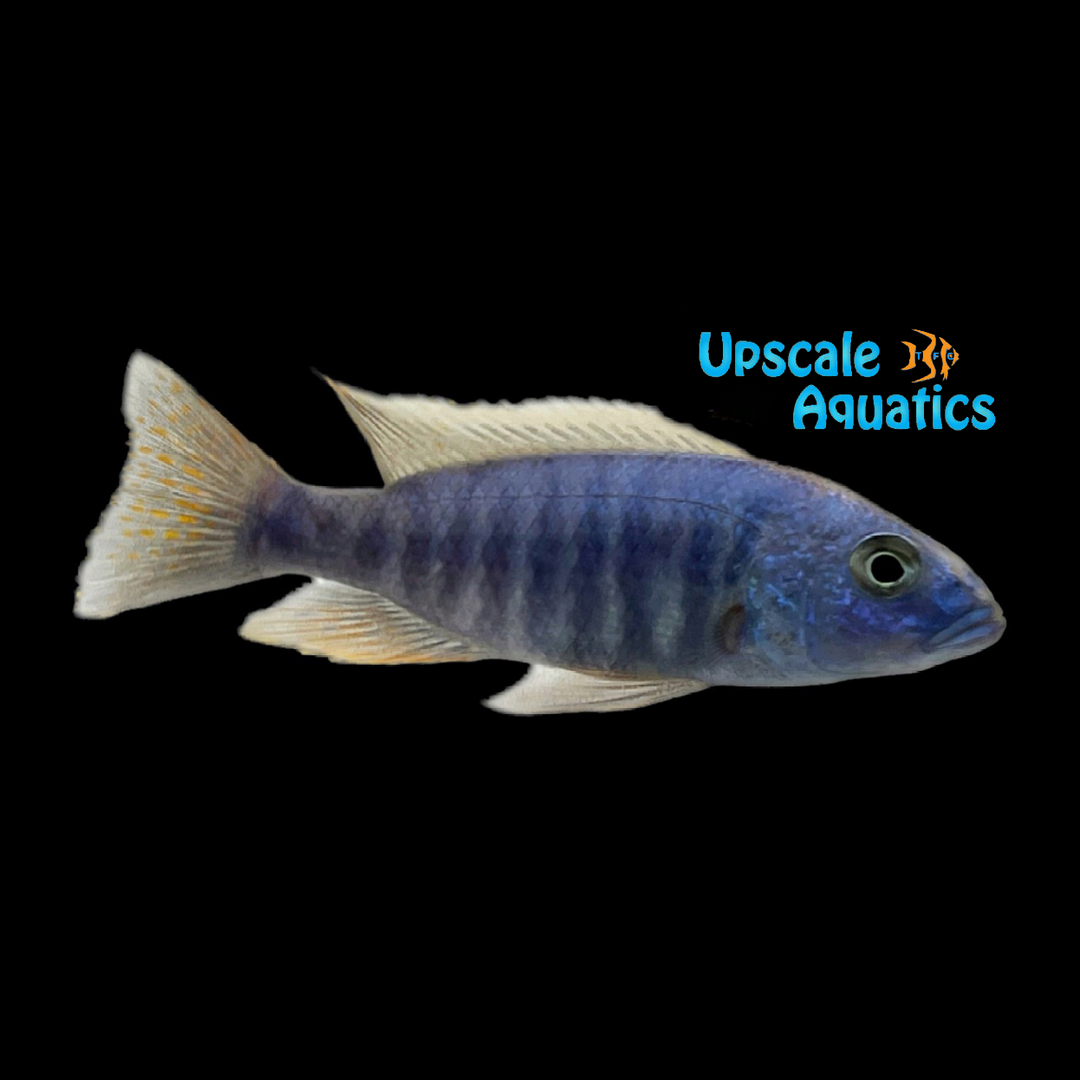Iceberg Electric Blue Hap (Sciaenochromis fryeri iceberg)