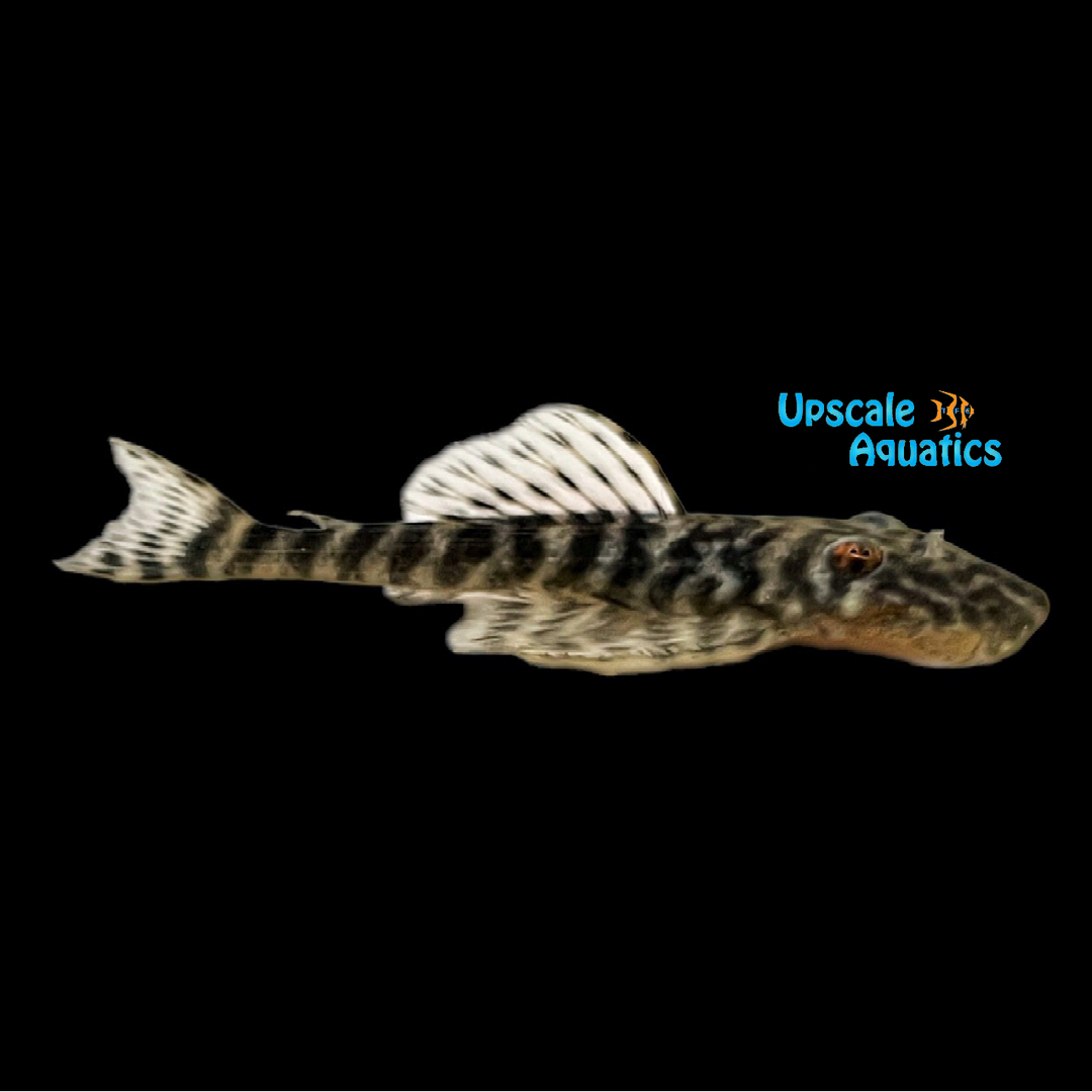 Banded Pancake Pleco L189 (Pseudolithoxus kelsorum)