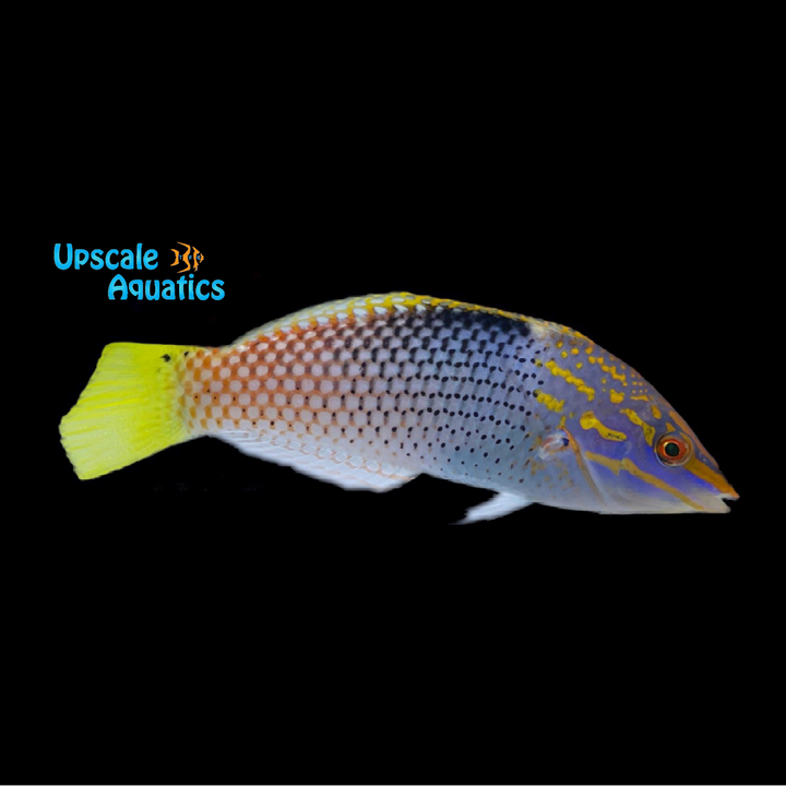 Marble 'Checkerboard' Wrasse (Halichoeres hortulanus)