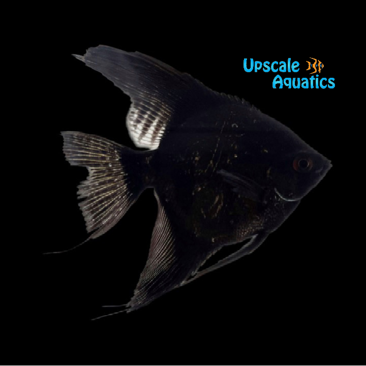 Double Black Angelfish (Pterophyllum scalare)