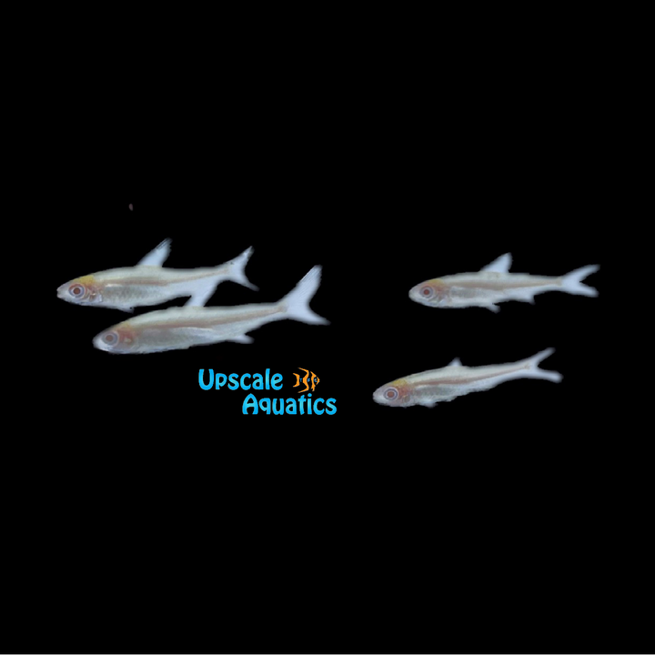 Albino Rummynose Tetra (Hemigrammus bleheri var.)