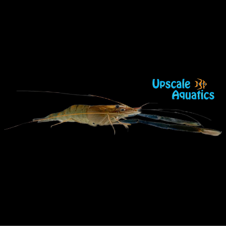Giant Freshwater Prawn (Macrobrachium rosenbergii)