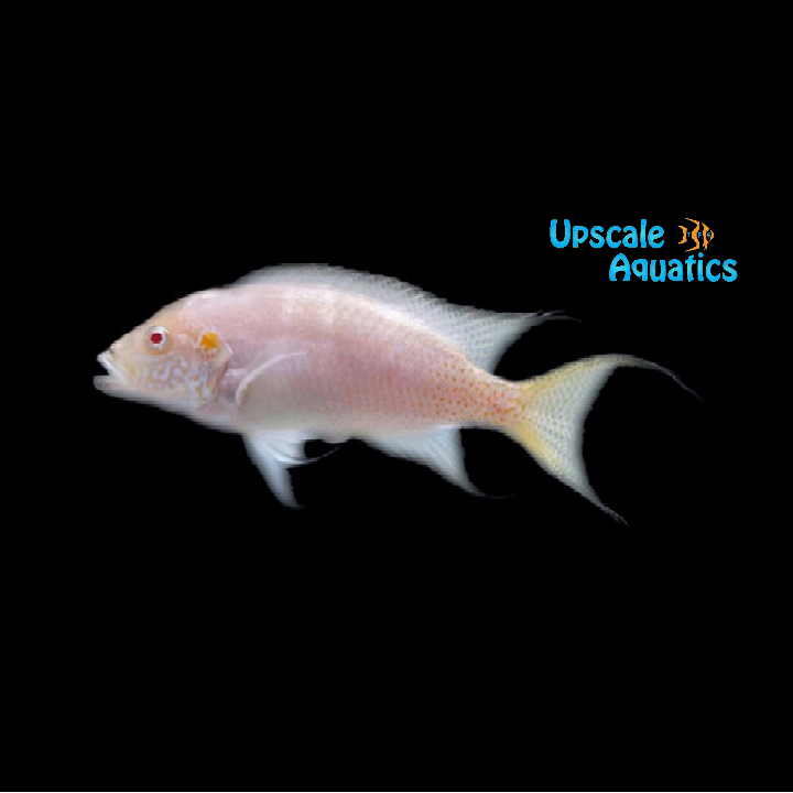 Albino Brichardi Cichlid (Neolamprologus brichardi albino)