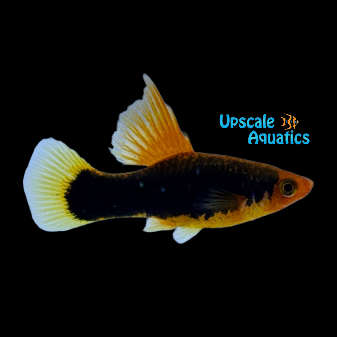 Redtail Black Highfin Variatus (Xiphophorus variatus)