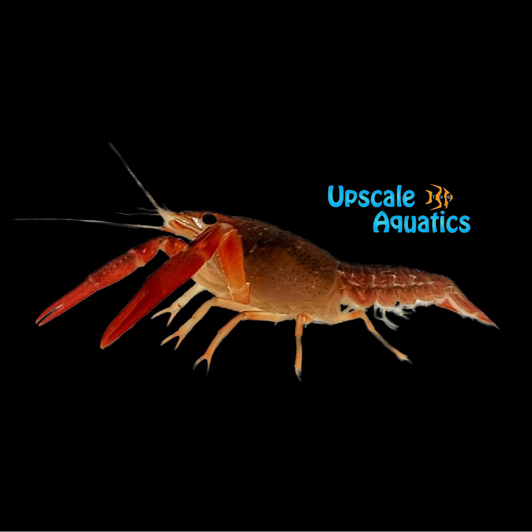 Japanese Red Lobster (Procambarus clarkii)